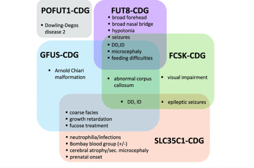 Clinical-phenotypes-of-human-diseases-related-to-fucose-metabolism-Symptoms-of-patients