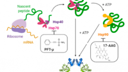 Mechanism of action of proteostasis activators 